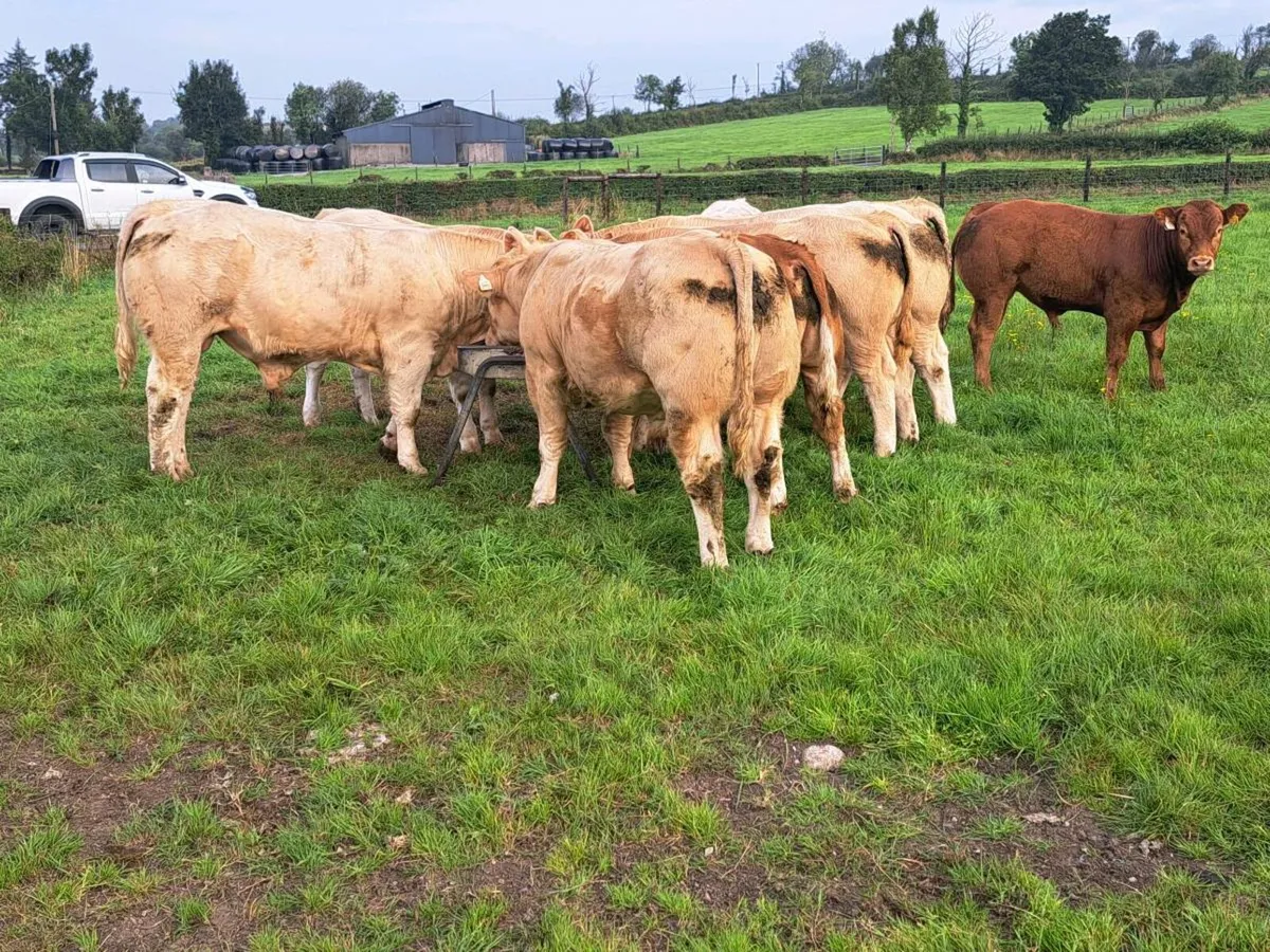 Weanling Bulls, Mohill Mart August 20th - Image 1