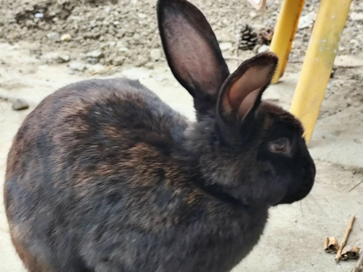 Rabbit - Image 1