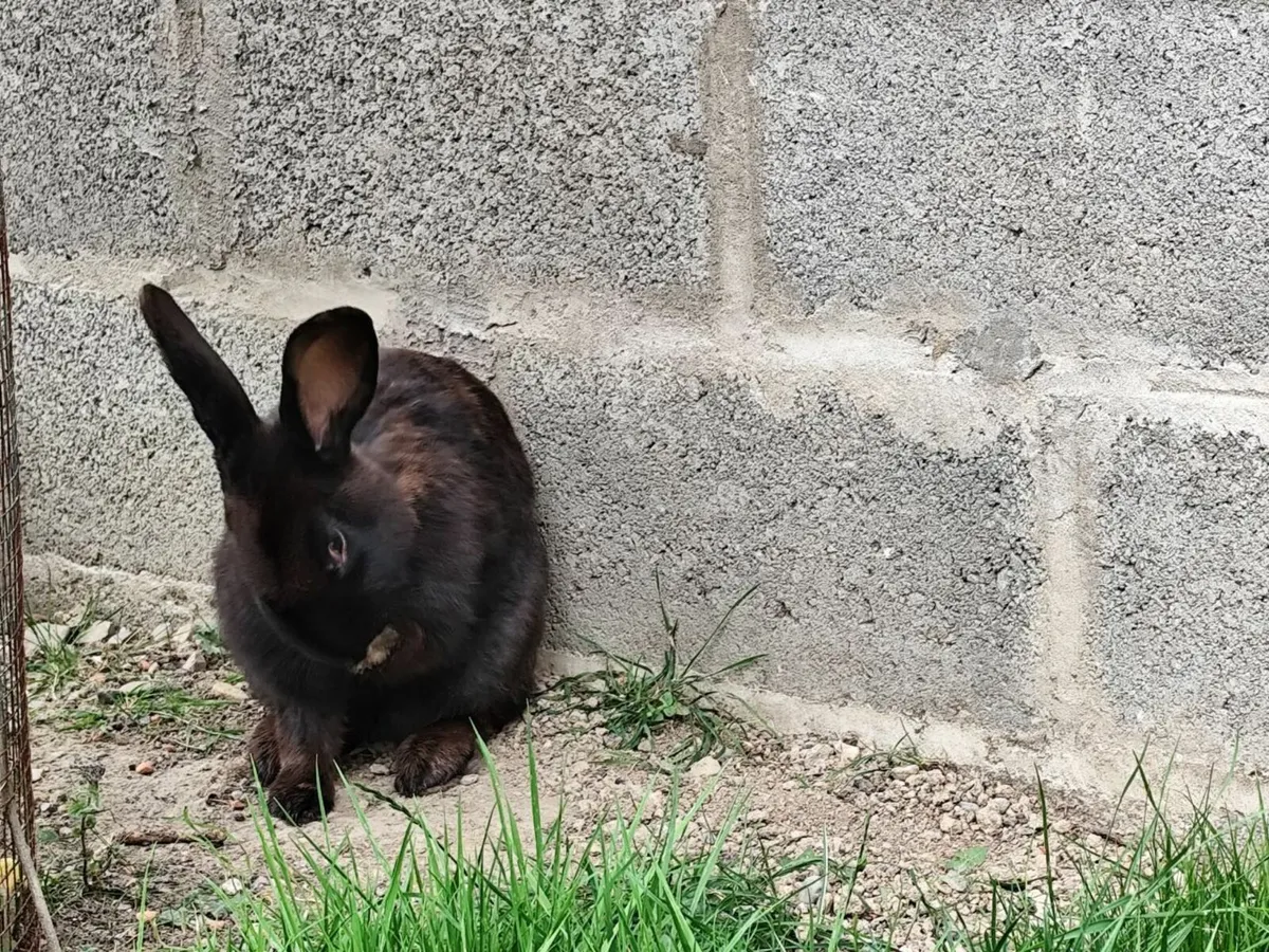 Rabbit - Image 2