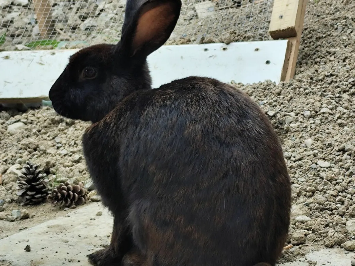 Rabbit - Image 3