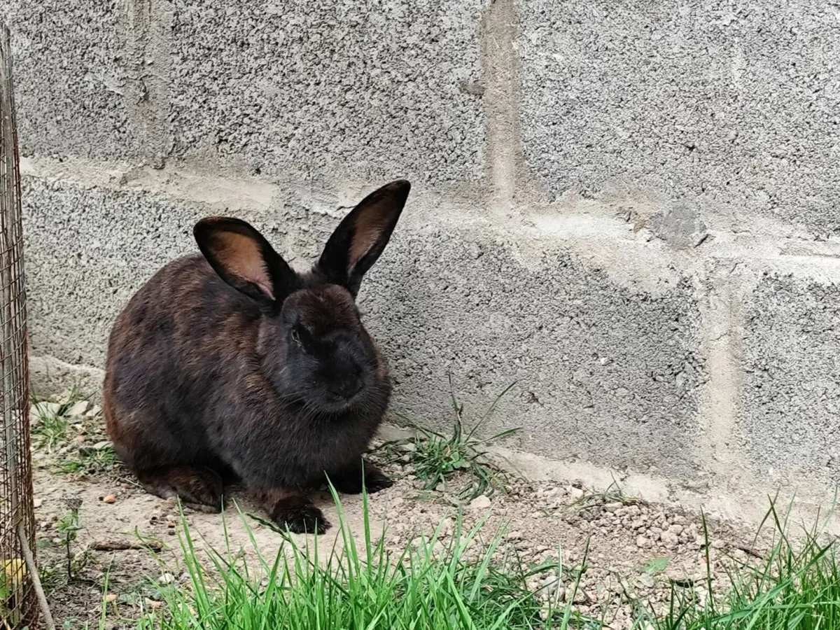 Rabbit - Image 4