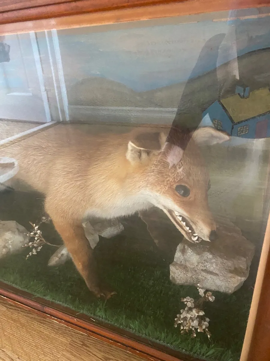 Fox - Image 1