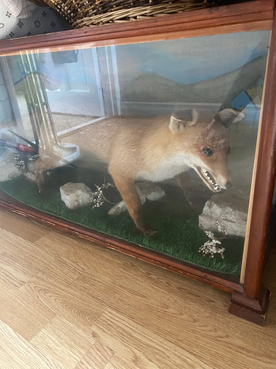 Fox - Image 2