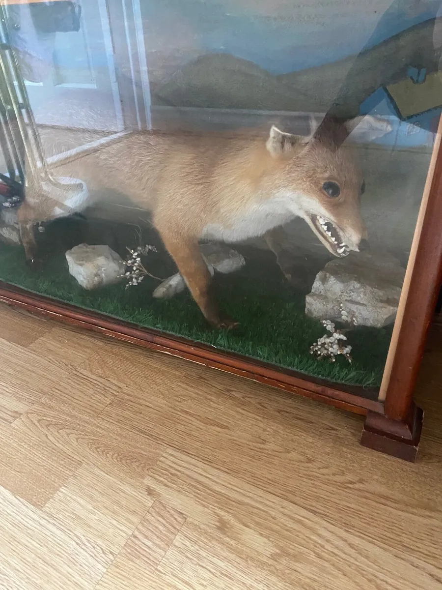 Fox - Image 3