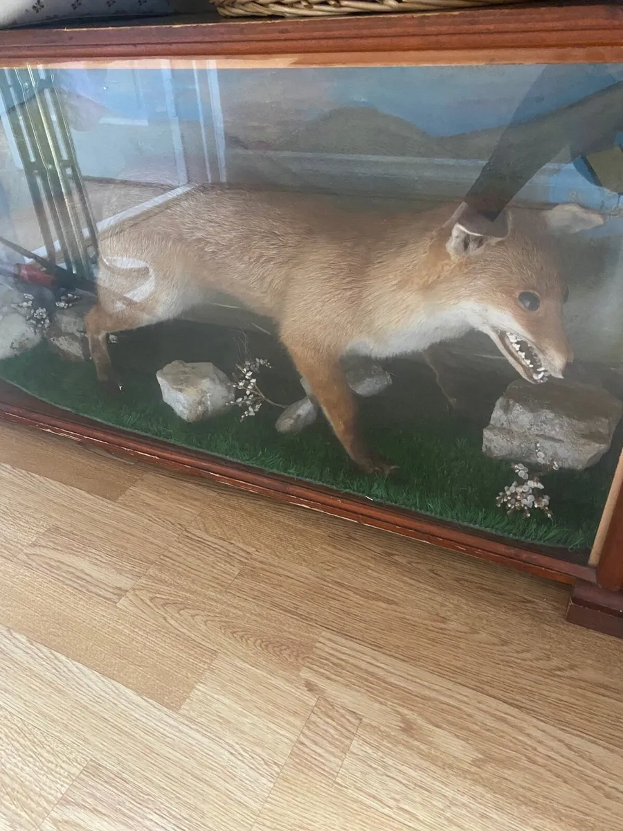 Fox - Image 4