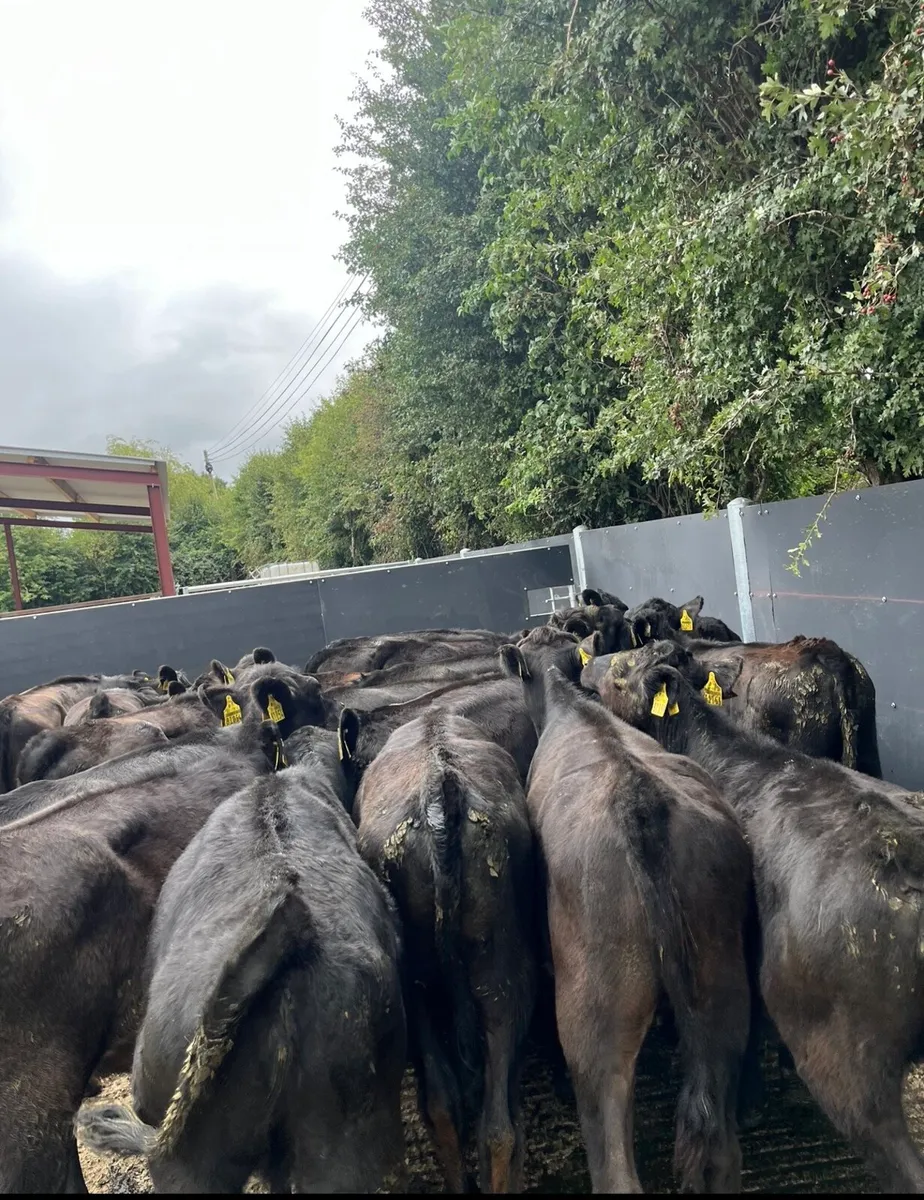 20 super Angus heifers for sale - Image 1
