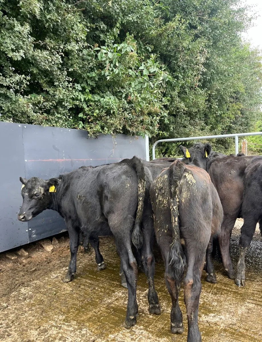 20 super Angus heifers for sale - Image 2