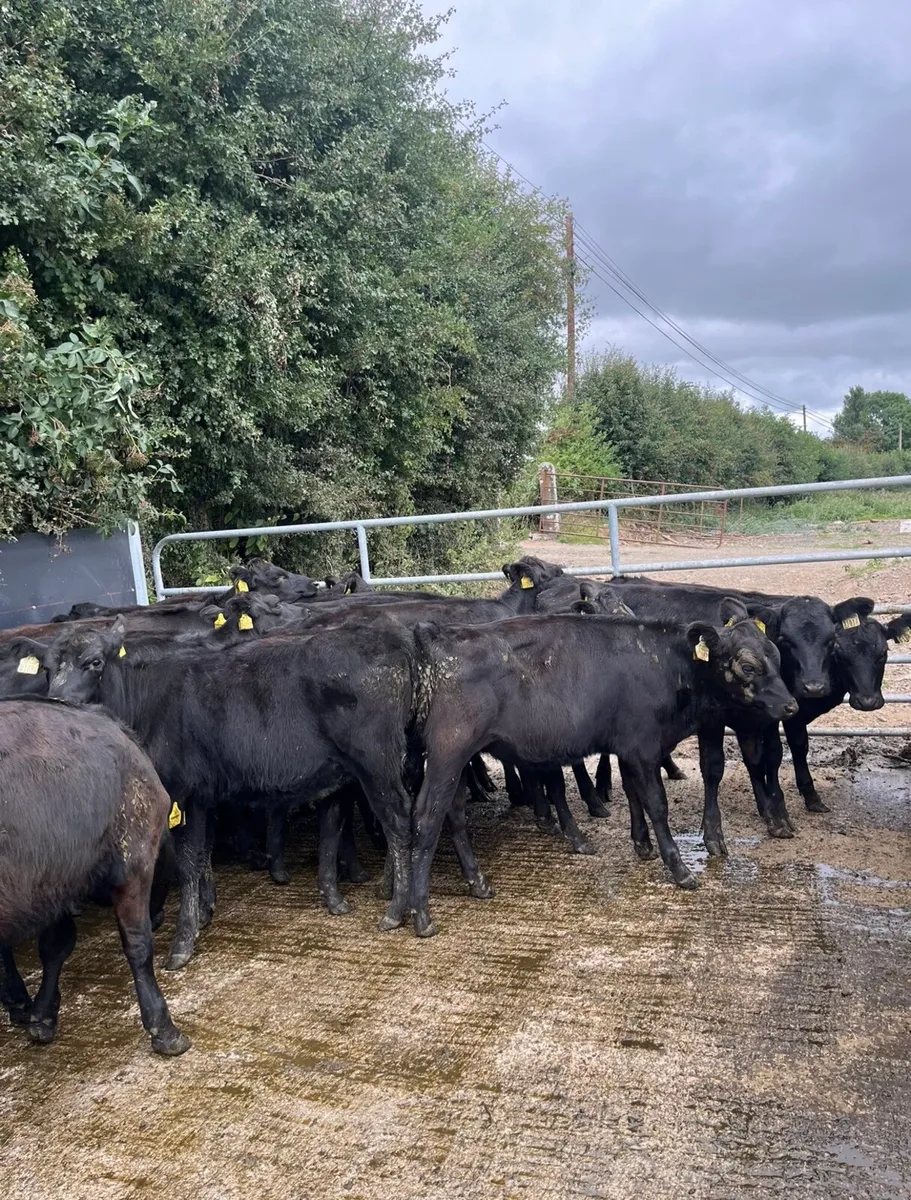 20 super Angus heifers for sale - Image 3