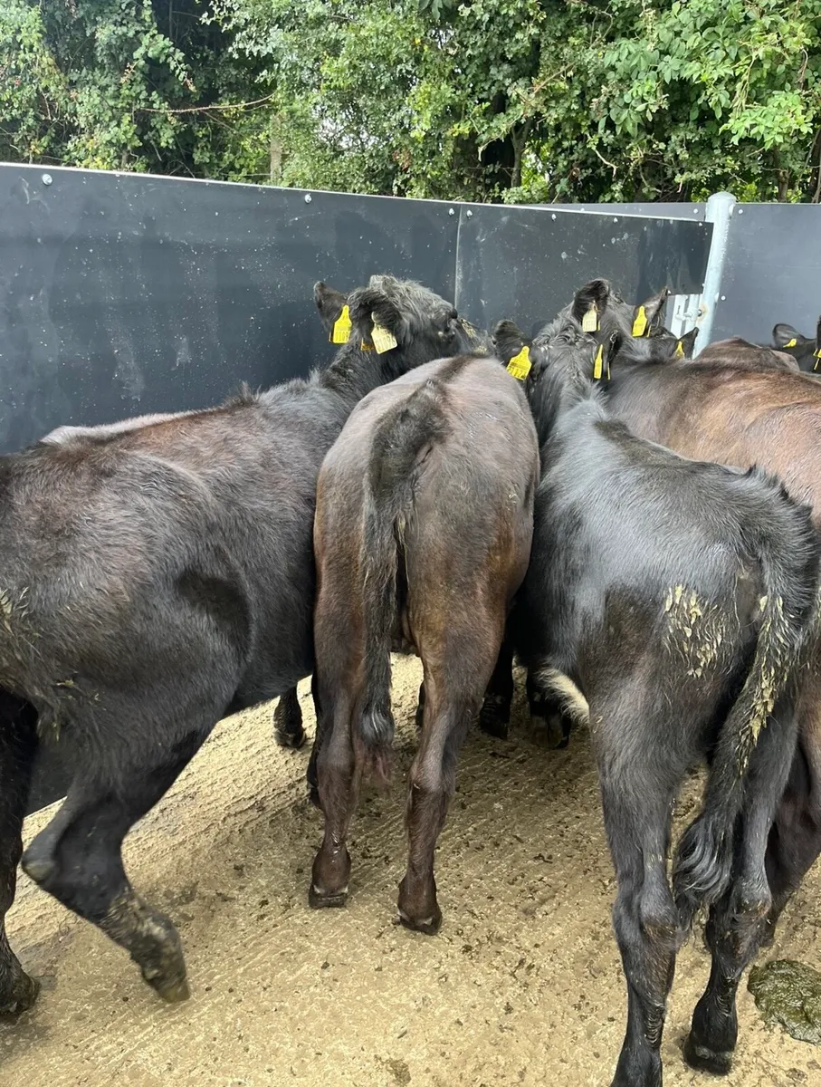 20 super Angus heifers for sale - Image 4