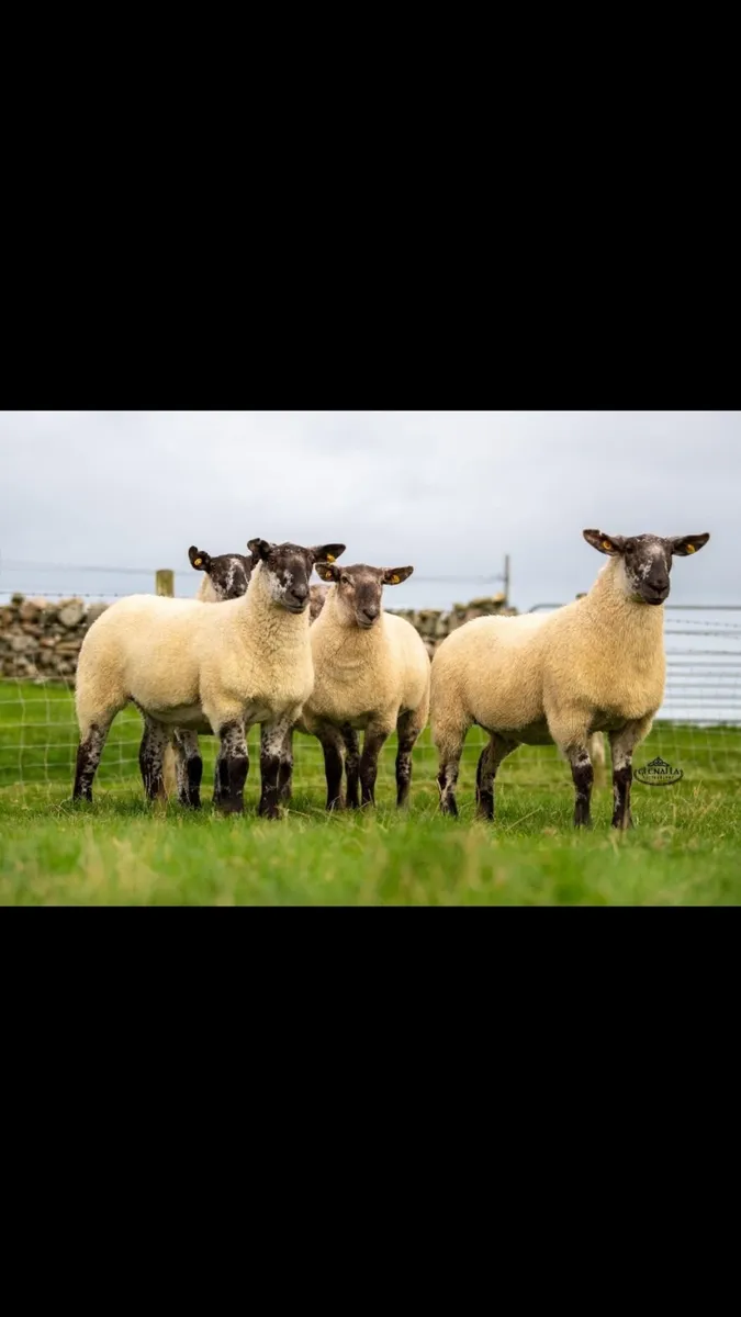🔸Donegal Cheviot Show & Sale🔸 - Image 3