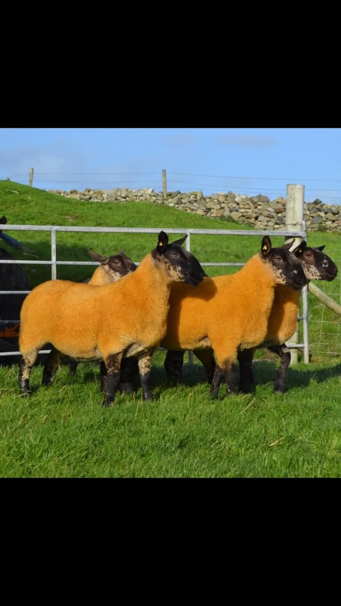 🔸Donegal Cheviot Show & Sale🔸 - Image 4