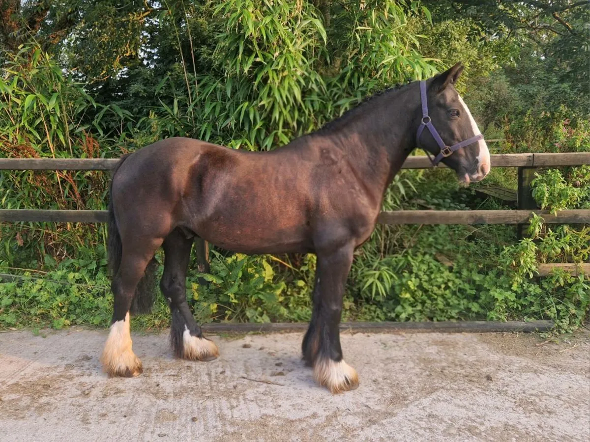 Smashing 13.2hh Jumping Cob - Image 1