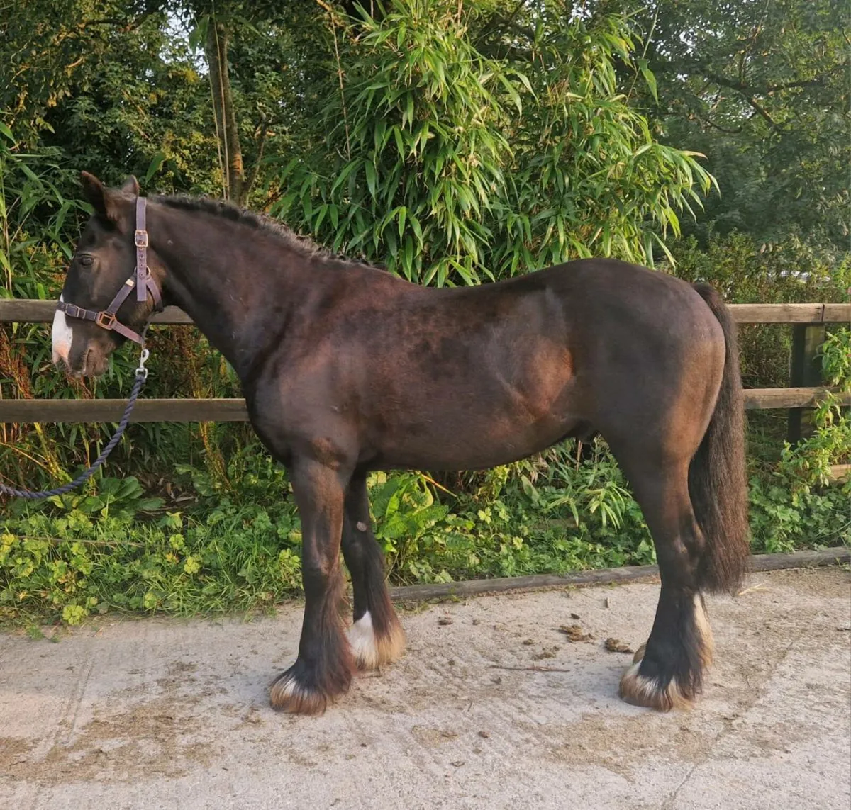 Smashing 13.2hh Jumping Cob - Image 2