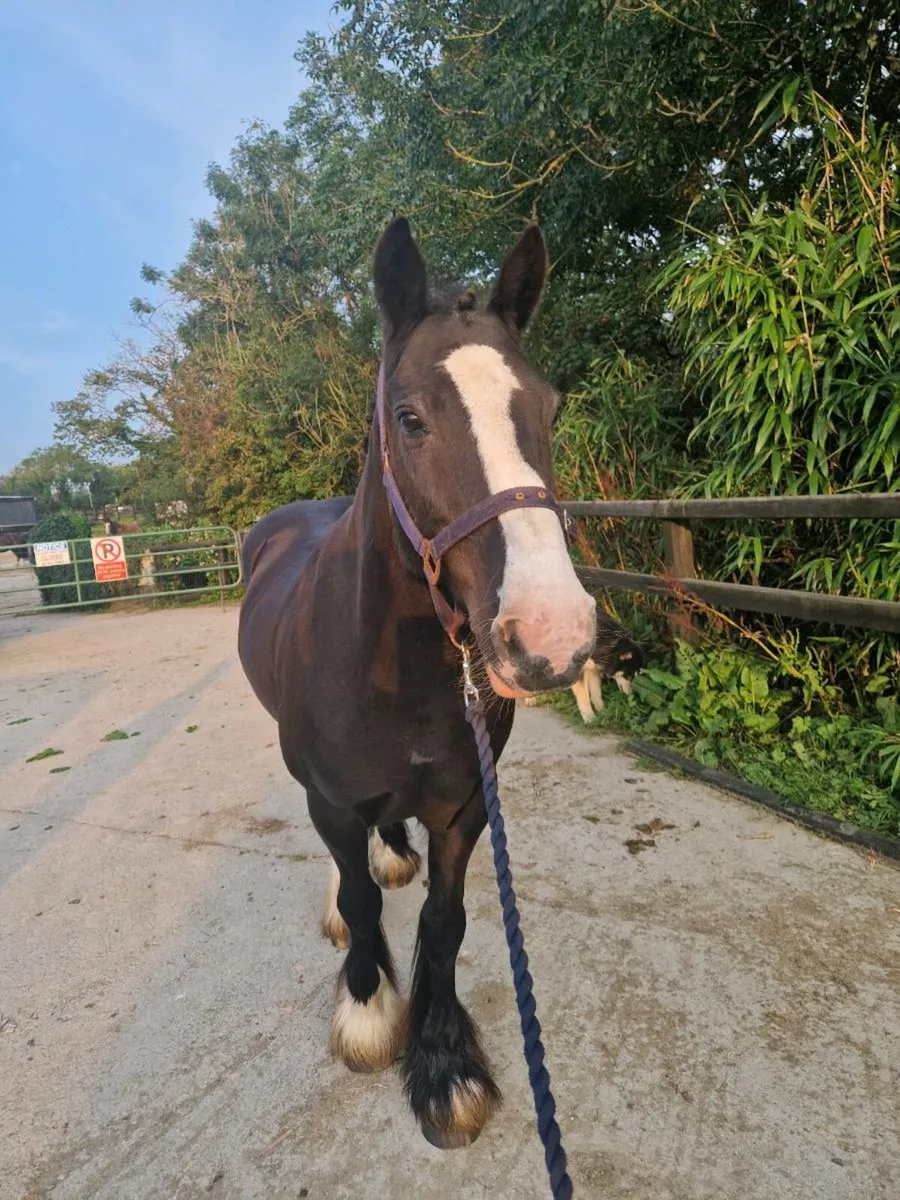 Smashing 13.2hh Jumping Cob - Image 3
