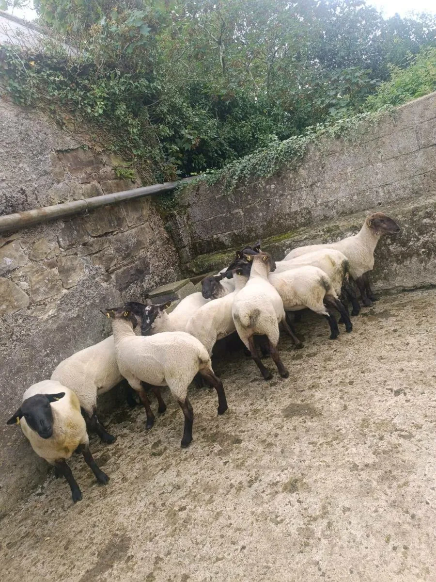 11 Suffolk Mule hoggets - Image 2