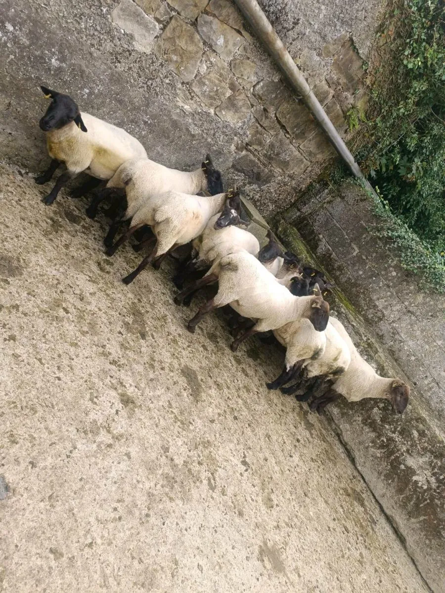 11 Suffolk Mule hoggets - Image 3