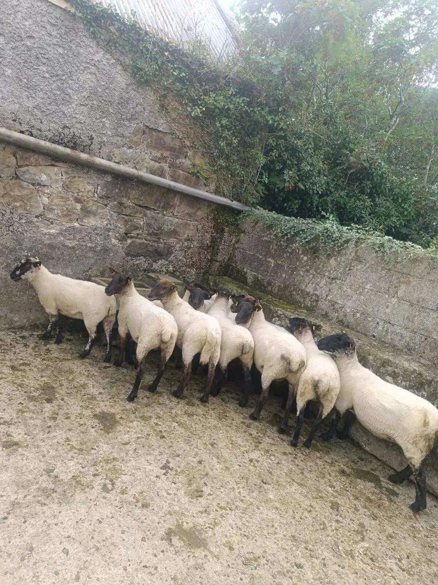 11 Suffolk Mule hoggets - Image 4