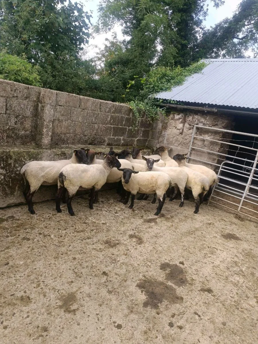 11 Suffolk Mule hoggets - Image 1