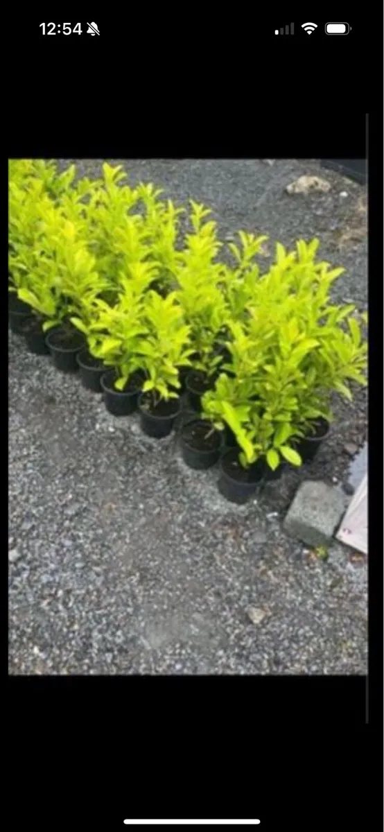 Novita laurels - Image 1