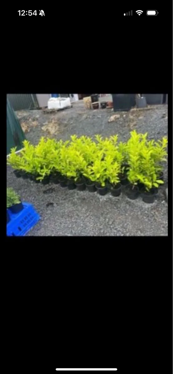 Novita laurels - Image 2