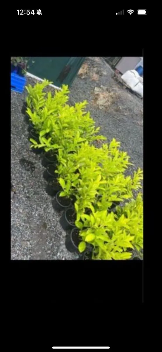 Novita laurels - Image 3