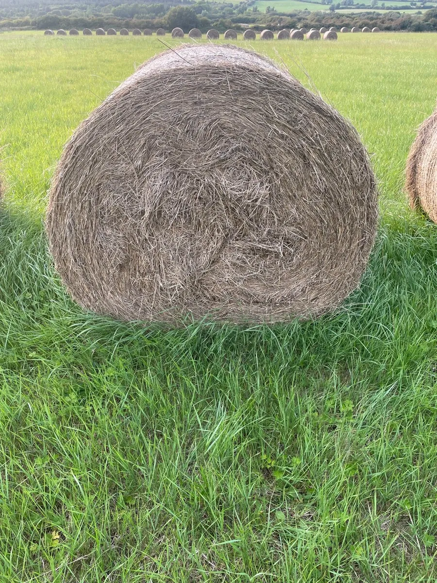 Hay round bales - Image 2
