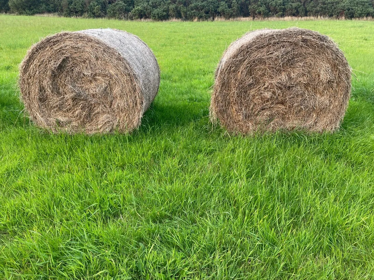 Hay round bales - Image 1
