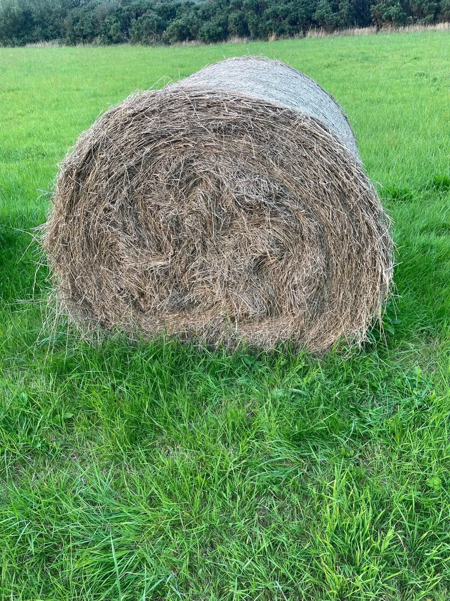 Hay round bales - Image 3