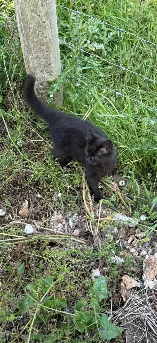 Kitten for Sale - Image 2