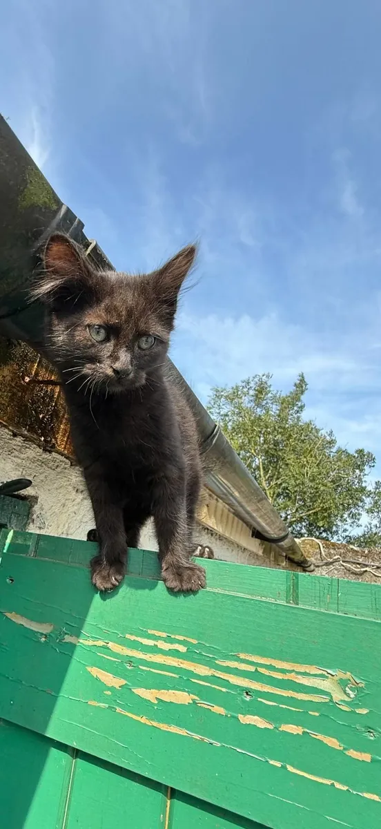 Kitten for Sale - Image 3