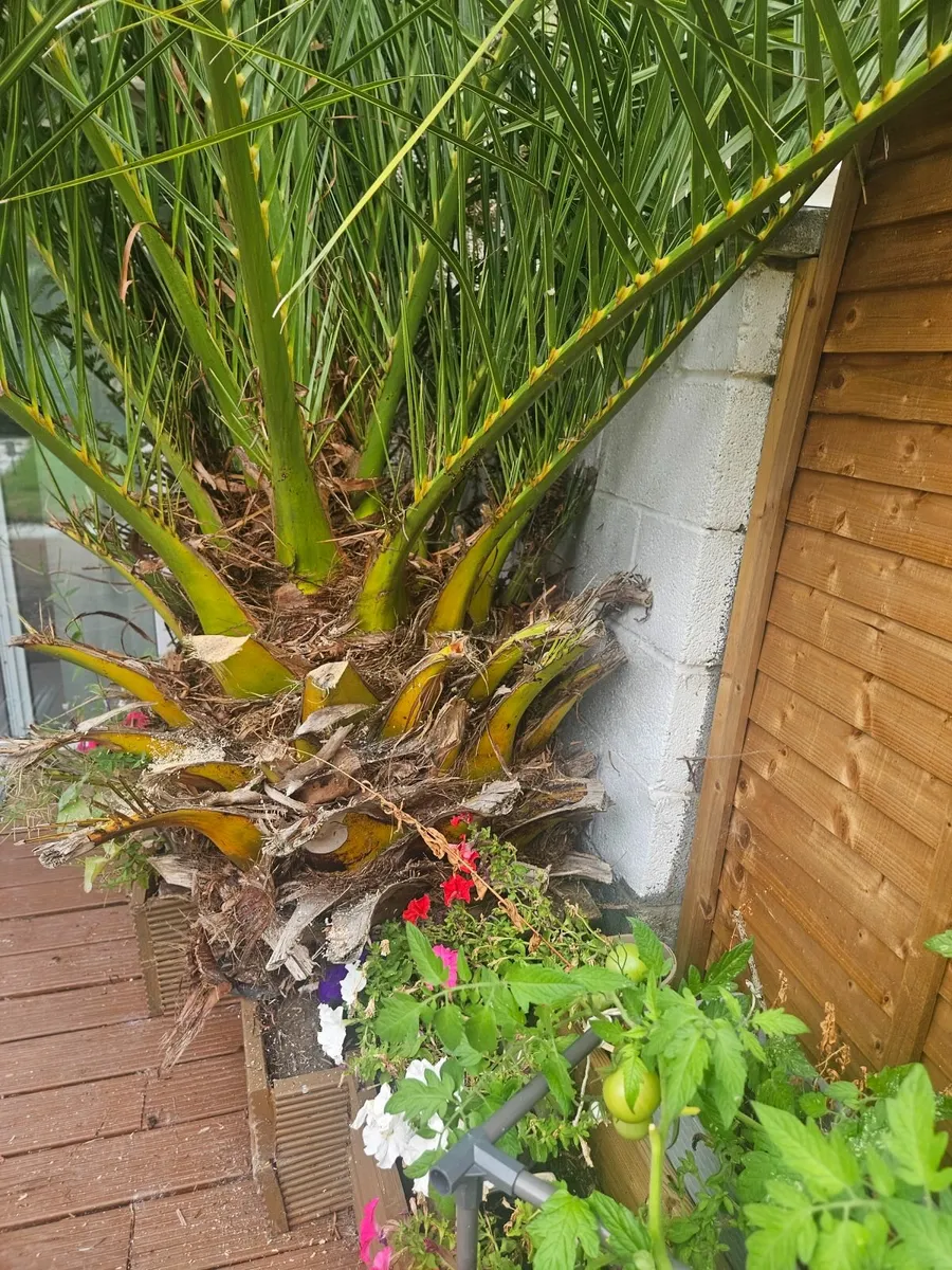 Date Palm - Image 2
