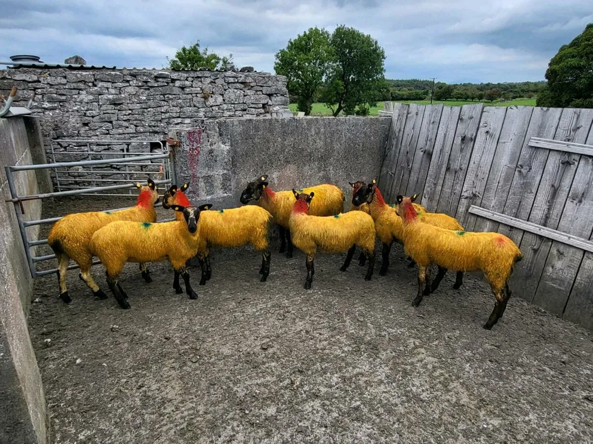 Suffolk cross ewe lambs - Image 2