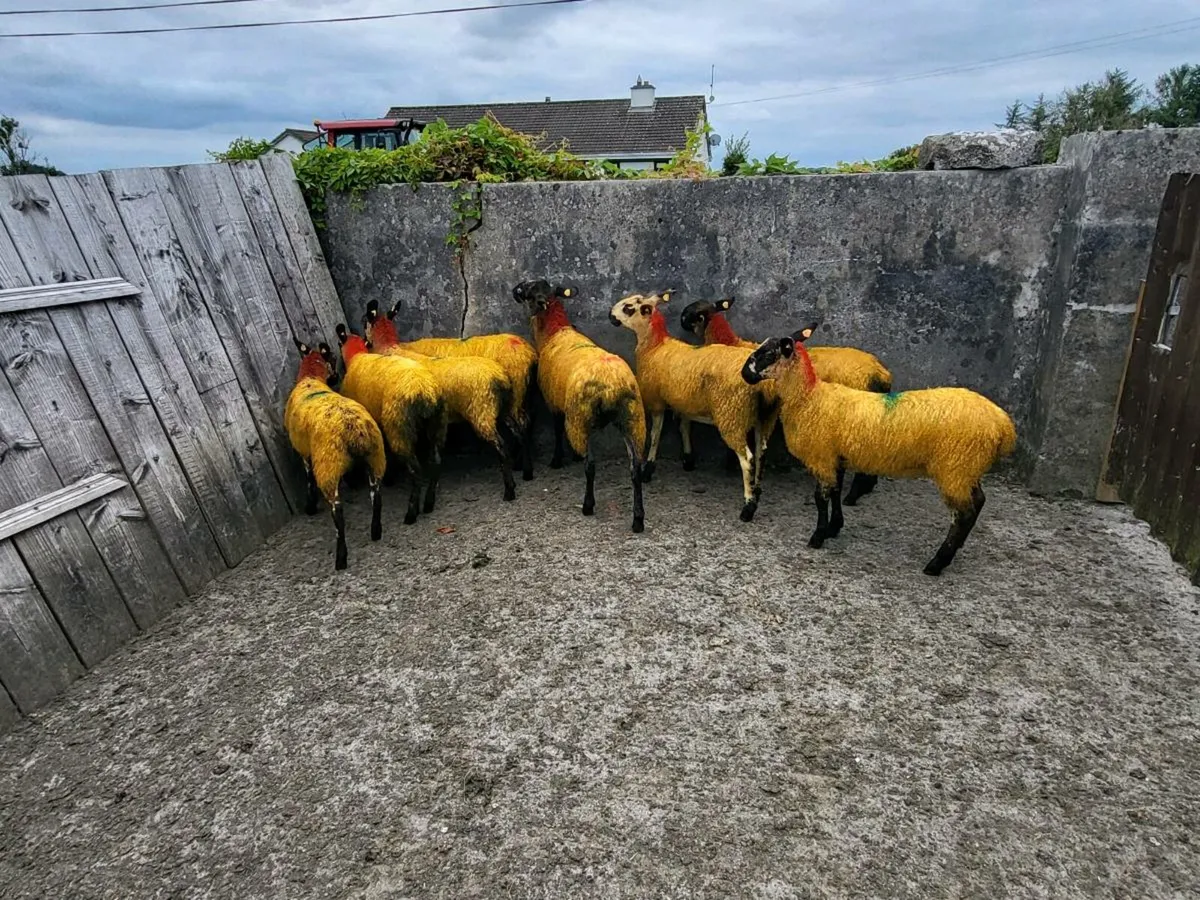 Suffolk cross ewe lambs - Image 3