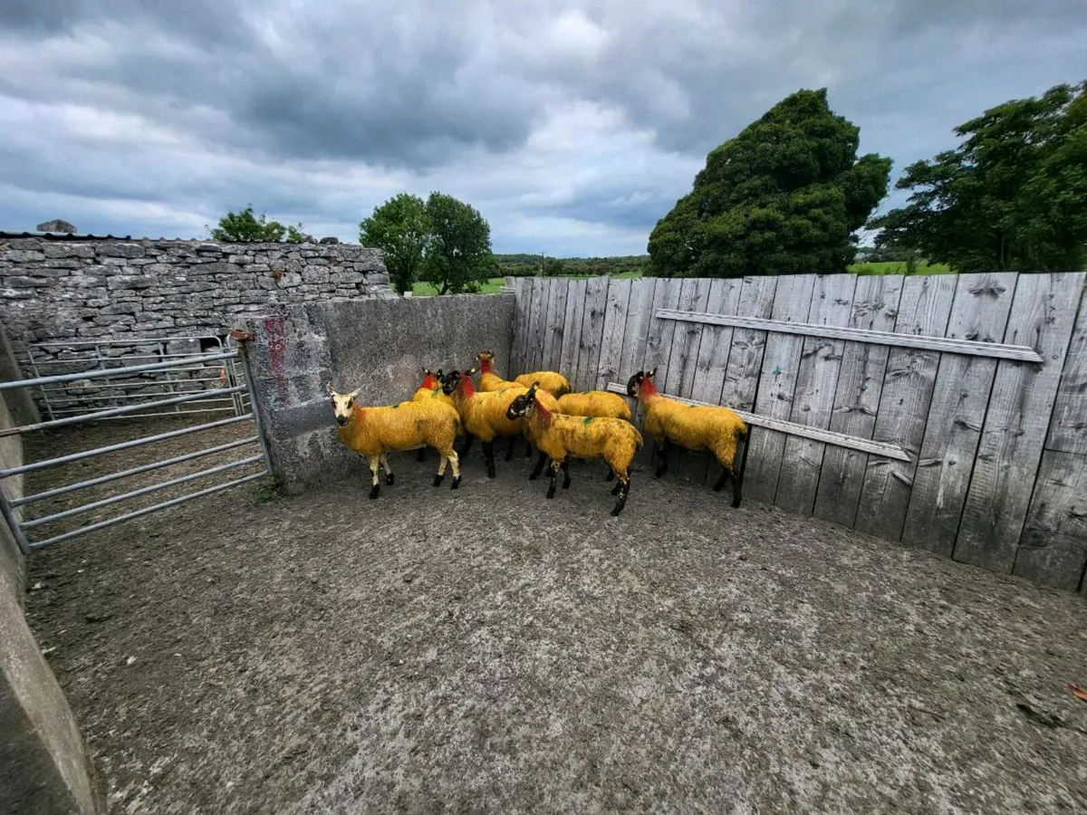 Suffolk cross ewe lambs - Image 4