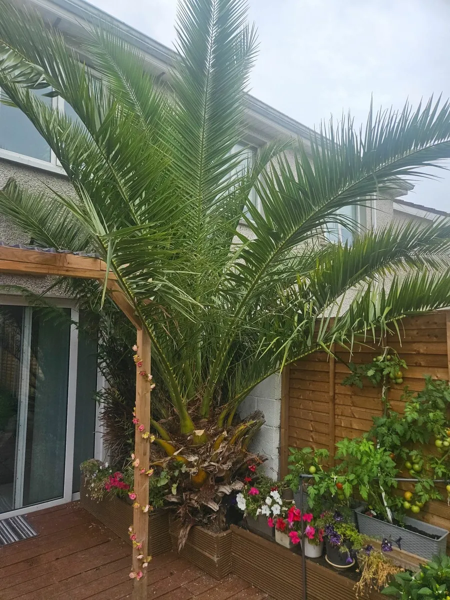 Date Palm - Image 3
