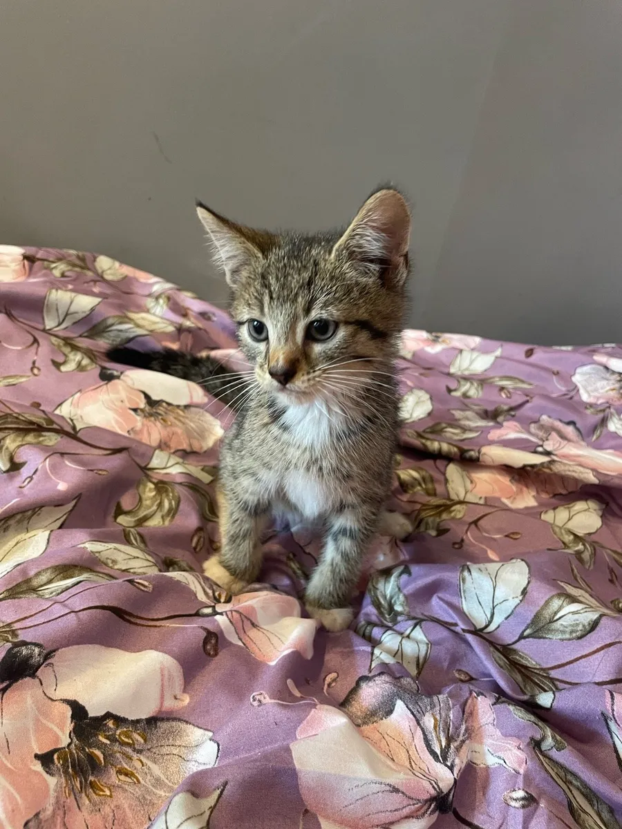 Kittens - Image 1