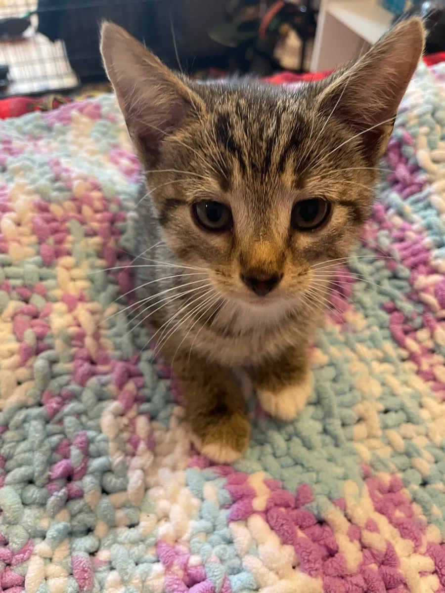 Kittens - Image 2