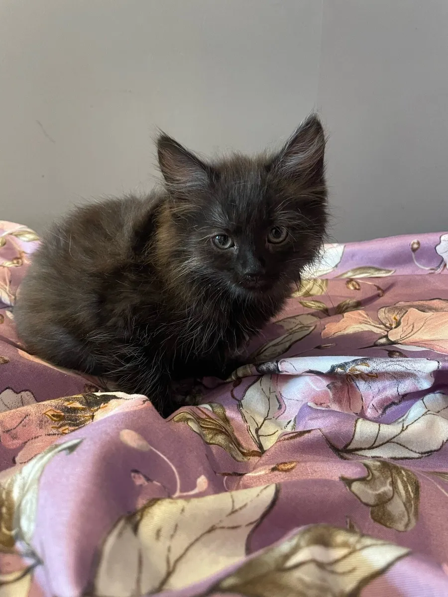Kittens - Image 3