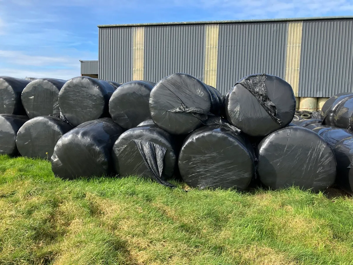 2024 Silage for sale - Image 1