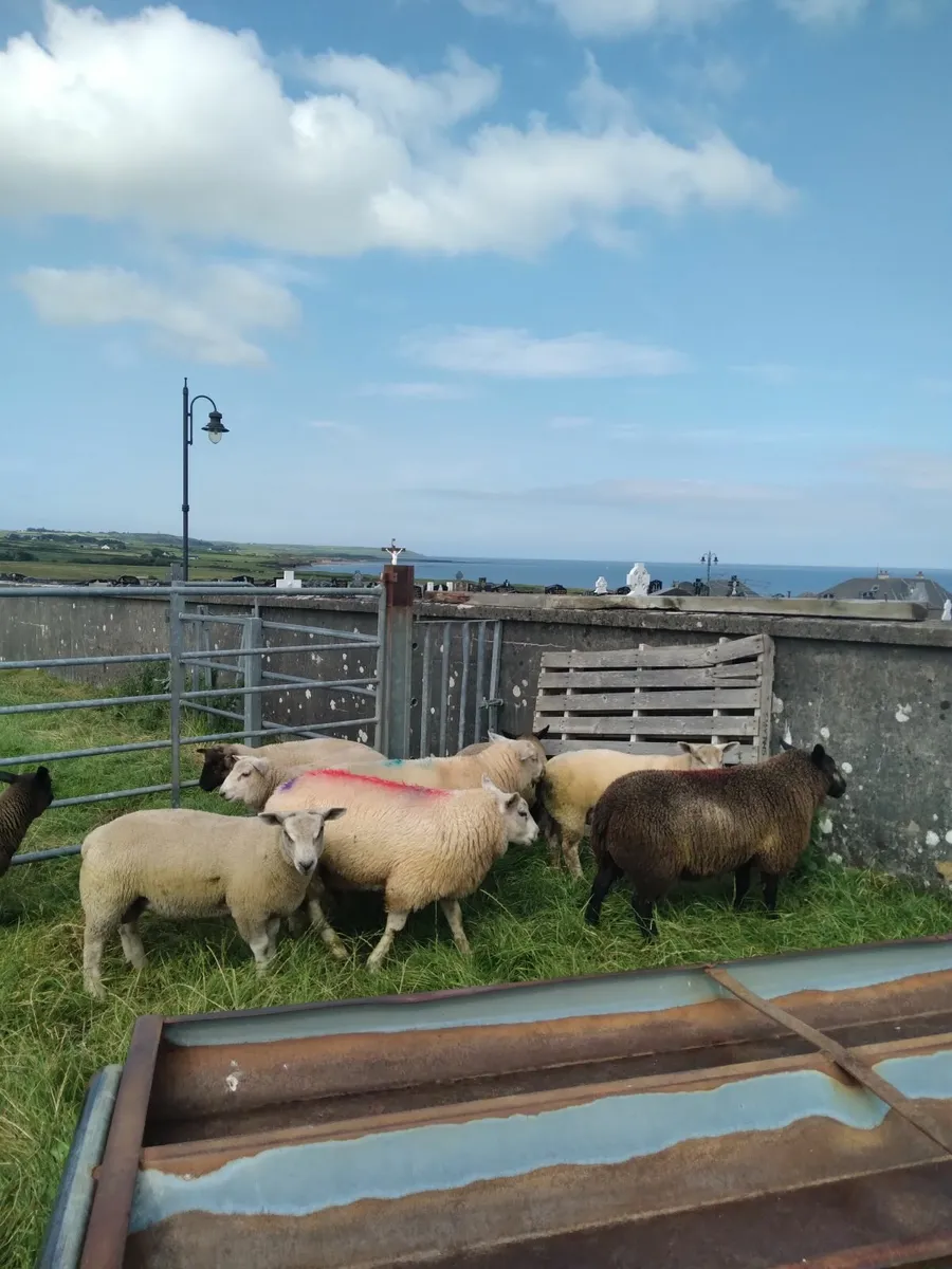Good breeding ram lambs..grass fed.. - Image 1