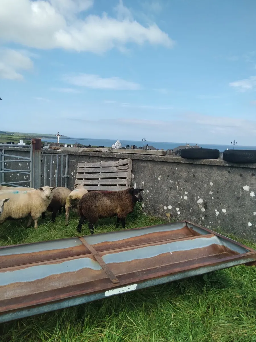 Good breeding ram lambs..grass fed.. - Image 3