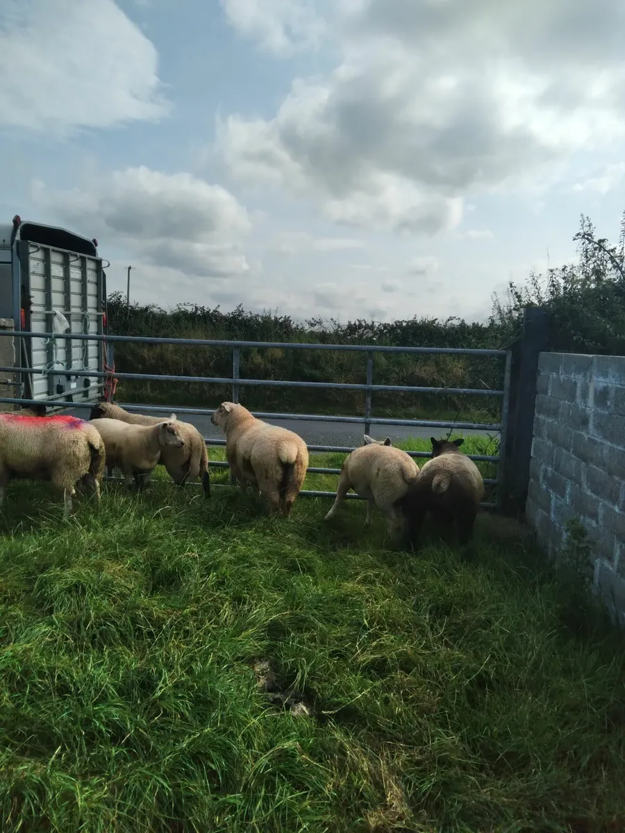 Good breeding ram lambs..grass fed.. - Image 4