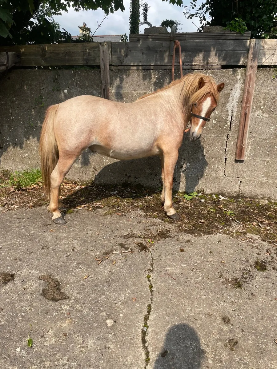 Ponies - Image 4