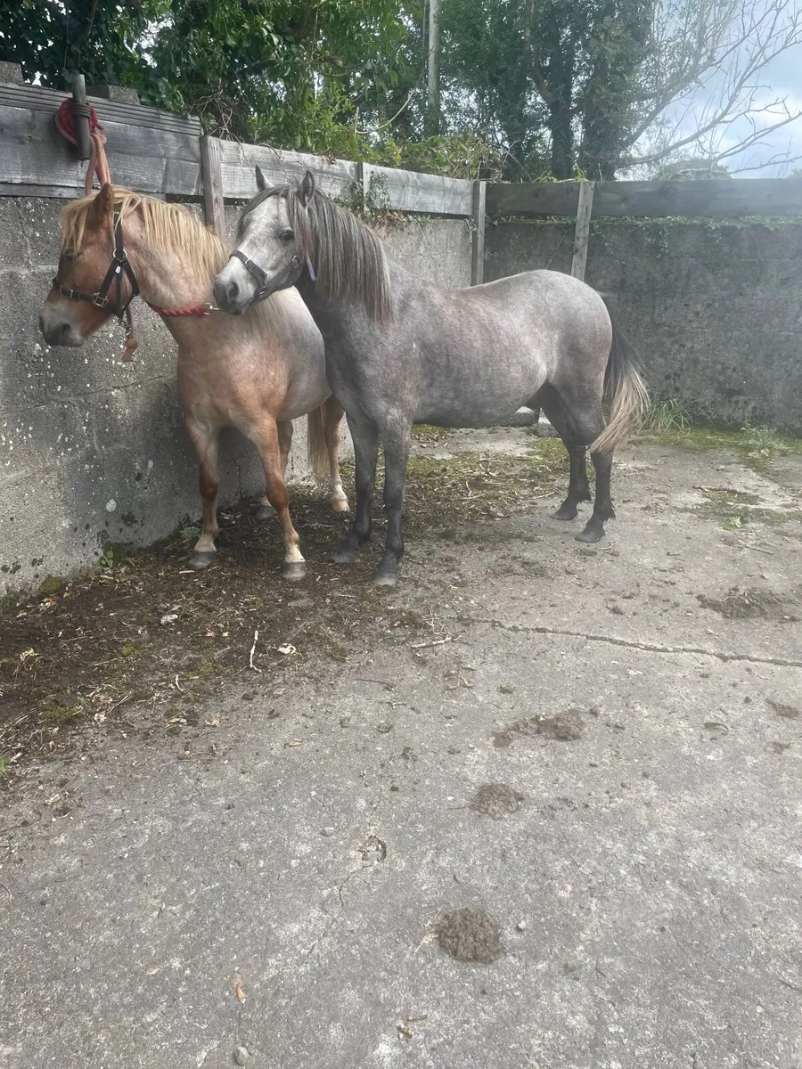 Ponies - Image 2