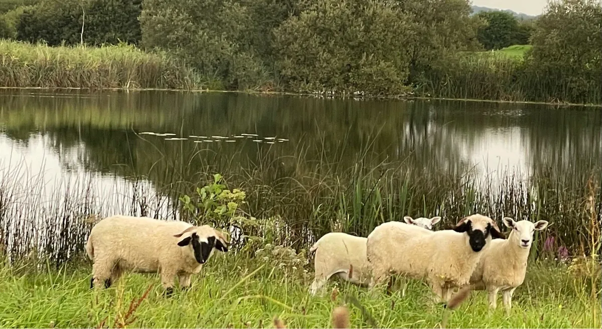 Valais Blacknose - Image 3