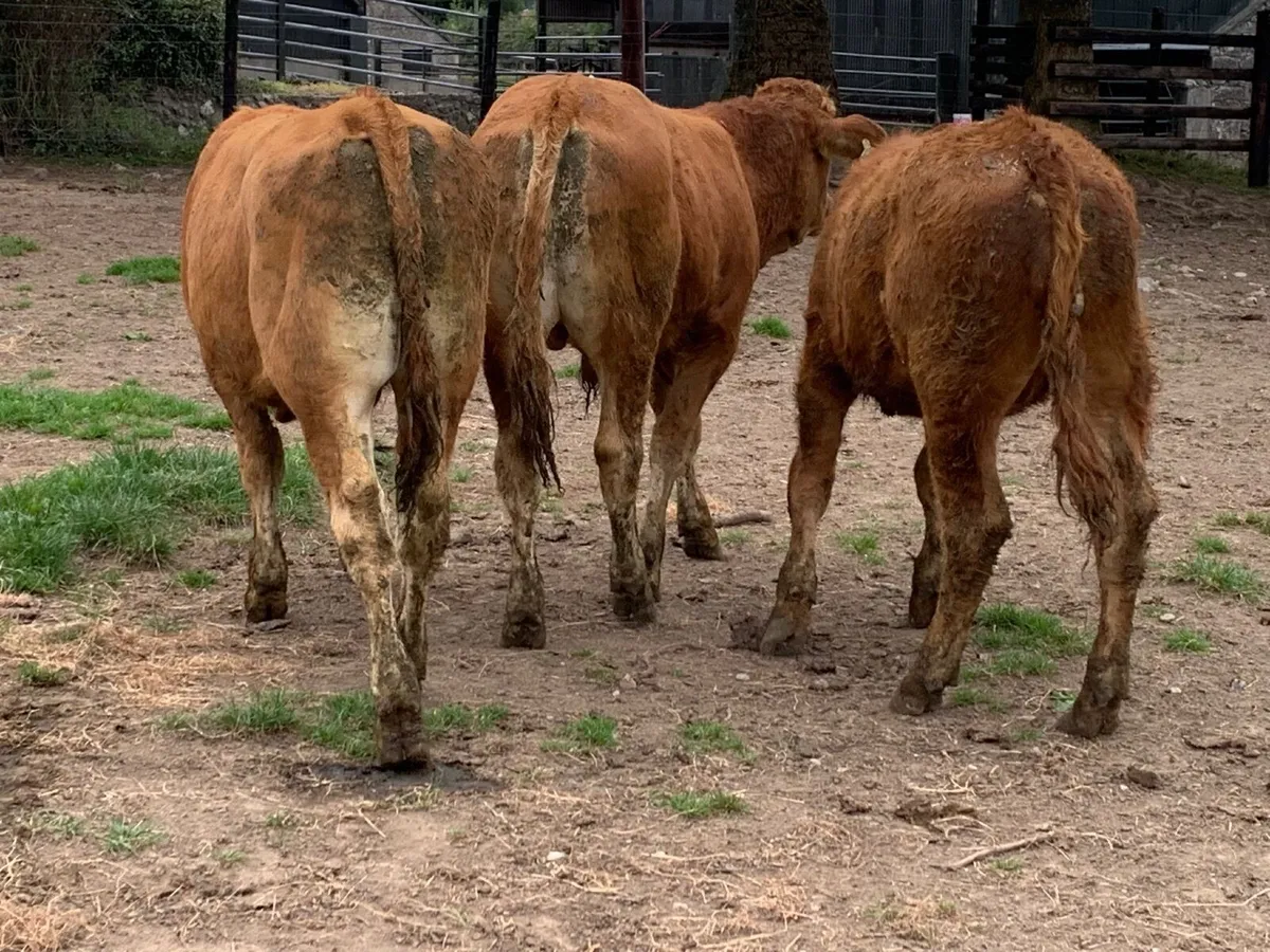 4 Super limousine bullocks - Image 2