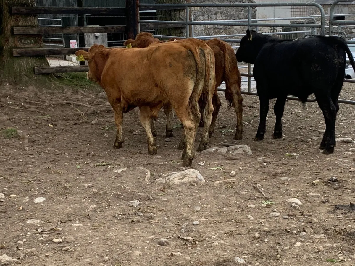 4 Super limousine bullocks - Image 3