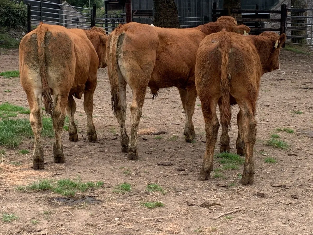4 Super limousine bullocks - Image 1