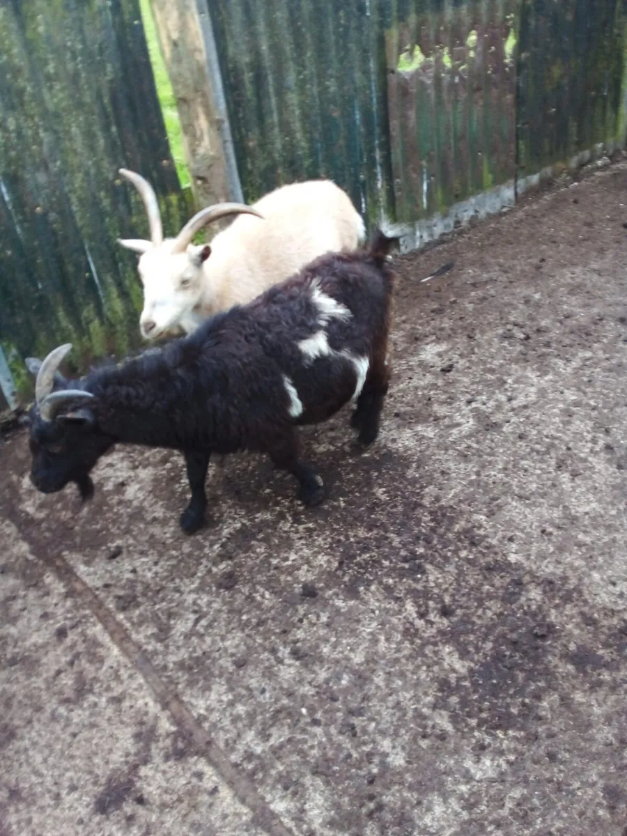 2 female Pygmy goats and one female Pygmy - Image 2