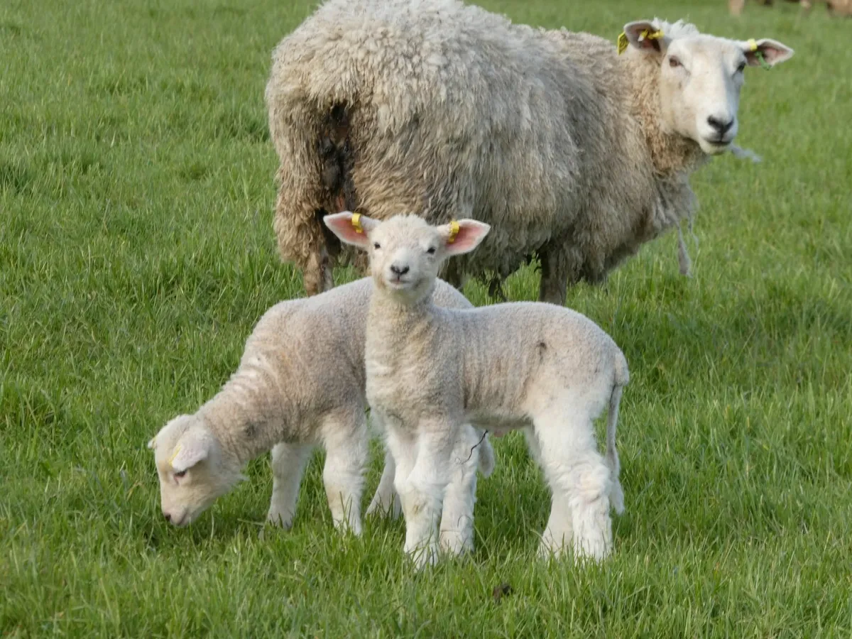 Tefrom Rams for sale - Image 4